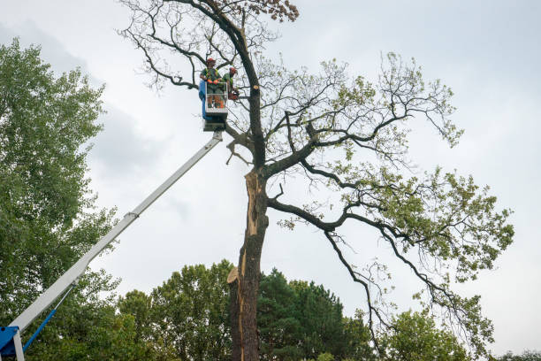 Professional Tree Services in Winter Springs, FL